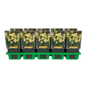 Aquilegia caerulea Aquilegia caerulea 'Spring Magic® Yellow' P11
(10 Plants/Order)(11cmP 25cmH)