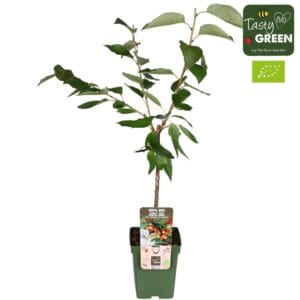 Prunus avium Bigarreau Napoléon Bio P23
(1 Plants/Order)(23cmP 100cmH)