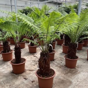 Dicksonia antarctica Dicksonia antarctica
(1 Plants/Order)(55cmP 170cmH)