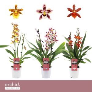 Cambria Cambria, mix 2-spike 'Orchid Collection'
(12 Plants/Order)(12cmP 50cmH)