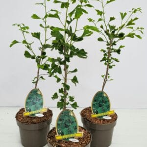 Ginkgo Biloba
(1 Plants/Order)(20cmP 60cmH)