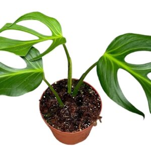 Monstera Monstera Burle Marx Flame
(1 Plants/Order)(17cmP 30cmH)