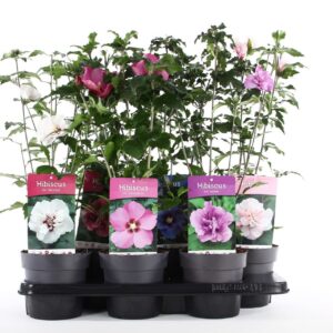 Hibiscus syriacus Hibiscus syr. mix P15
(6 Plants/Order)(15cmP 40cmH)
