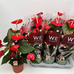 Anthurium (Andreanum Grp) Idaho Idaho
(6 Plants/Order)(17cmP 60cmH)