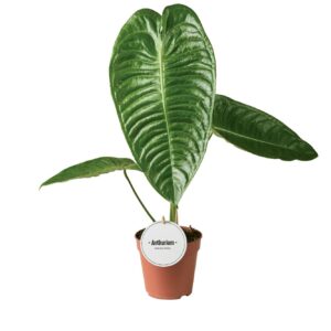 Anthurium Leaf Anthurium Veitchii
(8 Plants/Order)(12cmP 45cmH)