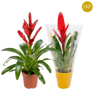 Vriesea Venga Vriesea Venga red (Met Hoes)
(10 Plants/Order)(12cmP 45cmH)