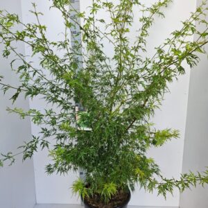 Acer palmatum Seiryu Acer palmatum 'Seiryu'
(1 Plants/Order)(36cmP 170cmH)