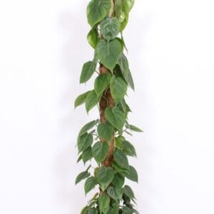 Philodendron scandens
(1 Plants/Order)(27cmP 160cmH)