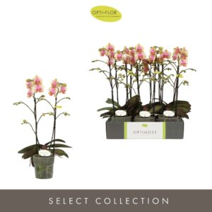 Phalaenopsis Multiflora Optimost Belle Helene 2 spike
(4 Plants/Order)(12cmP 45cmH)