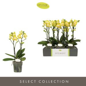 Phalaenopsis Arezzo Optimost Arezzo 2 spike
(12 Plants/Order)(12cmP 45cmH)