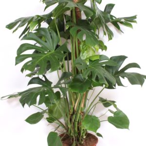 Monstera deliciosa Monstera deliciosa
(1 Plants/Order)(34cmP 150cmH)