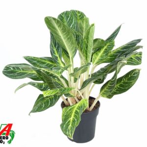 Aglaonema other Aglaonema Key Lime
(1 Plants/Order)(24cmP 70cmH)
