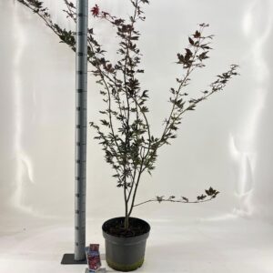 Acer palmatum Trompenburg Acer pal. 'Trompenburg'
(1 Plants/Order)(29cmP 70cmH)