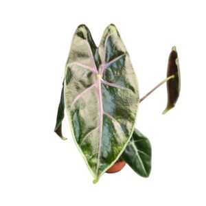 Alocasia Alocasia Longiloba Purple vein
(5 Plants/Order)(7cmP 15cmH)