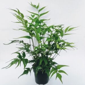 Cyrtomium falcatum Cyrtomium devexiscapulae ES15 1,7l
(6 Plants/Order)(15cmP 30cmH)
