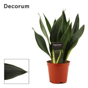 Sansevieria Sansevieria Black Diamond 12 cm (Decorum)
(10 Plants/Order)(12cmP 30cmH)