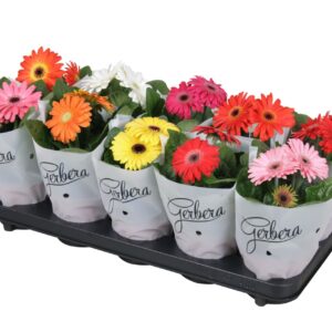 Gerbera Gerbera belicht 2+basic in frosted hoes small
(10 Plants/Order)(12cmP 20cmH)