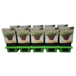 Salvia Salvia 'Synchro White' P11
(10 Plants/Order)(11cmP 25cmH)