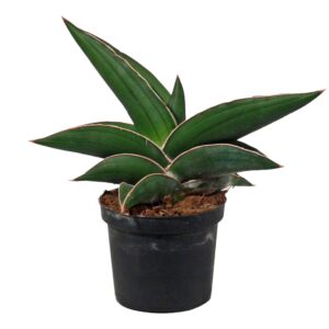 Sansevieria Samurai Sansevieria Samurai 9 cm
(12 Plants/Order)(9cmP 20cmH)