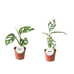 Monstera Monstera mix
(6 Plants/Order)(12cmP 25cmH)