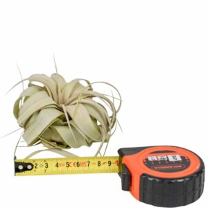 Tillandsia xerographica tillandsia xerographica x15
(15 Plants/Order)(9cmP 9cmH)