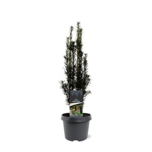 Taxus baccata other dark yellow Taxus baccata 'Black Tower'
(1 Plants/Order)(19cmP 45cmH)