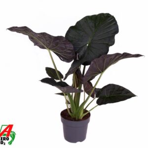 Alocasia Regal Shields Alocasia Regal Shields (NO GAP)
(1 Plants/Order)(32cmP 120cmH)