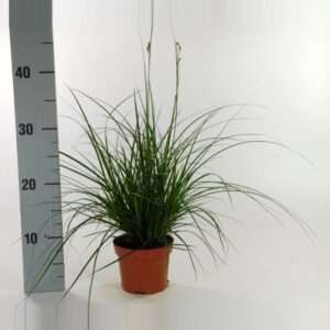 Carex brunnea Carex brunnea (groen) p12
(10 Plants/Order)(12cmP 25cmH)
