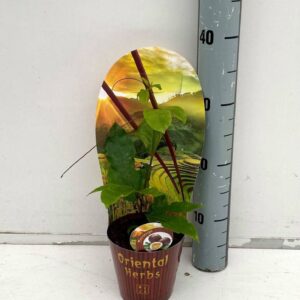 Passiflora Passiflora edulis p12
(10 Plants/Order)(12cmP 20cmH)