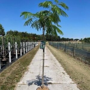 Albizia julibrissin Albizia julibrissin Ombrella® ('Boubri'PBR)
(1 Plants/Order)(32cmP 180cmH)