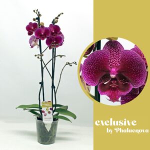 Phalaenopsis other purple more Zoja 2-tak 60 cm (GROEN)
(12 Plants/Order)(12cmP 65cmH)