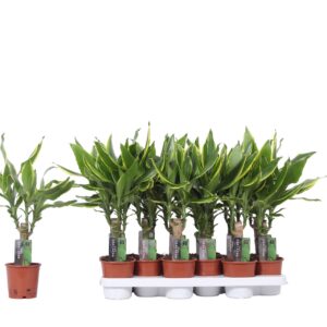 Dracaena Golden Coast Dracaena Golden Coast, 11 cm Pot
(8 Plants/Order)(11cmP 40cmH)