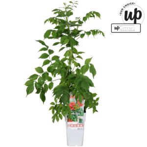 Campsis Campsis tagliabuana 'Solo Rosso' P15
(10 Plants/Order)(15cmP 90cmH)