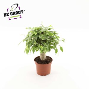 Ficus Kinky Ficus benjamina Kinky jute stam
(10 Plants/Order)(12cmP 28cmH)