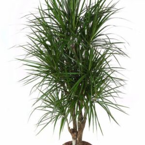 Dracaena marginata Dracaena Marginata busch P31
(1 Plants/Order)(31cmP 140cmH)