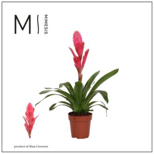 Vriesea other Vriesea Salima - 12cm | Mimesis
(10 Plants/Order)(12cmP 48cmH)