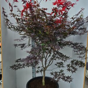 Acer palmatum Red Emperor Acer palmatum 'Red Emperor'
(1 Plants/Order)(59cmP 180cmH)