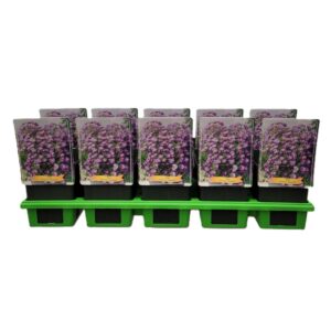 Aster Aster 'Barbados' P11
(10 Plants/Order)(11cmP 25cmH)