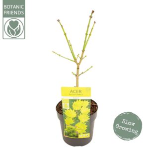 Acer shirasawanum Aureum Acer shirasawanum 'Aureum' PREMIUM
(3 Plants/Order)(19cmP 40cmH)