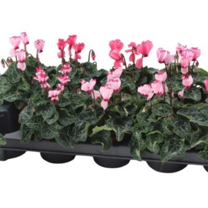 Cyclamen Metis Victoria Cyclamen Victoria pink
(10 Plants/Order)(9cmP 18cmH)