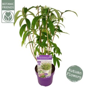 schrub Rostrinucula Dependens
(3 Plants/Order)(19cmP 60cmH)