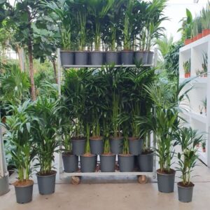 Howea forsteriana Howea forsteriana Mixkar
(36 Plants/Order)(5cmP 999cmH)