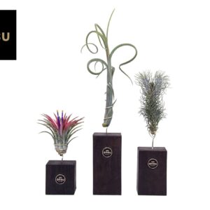 Tillandsia Tillandsia Burnt Wood Trio
(9 Plants/Order)(10cmP 40cmH)