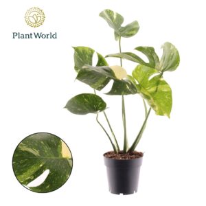 Monstera deliciosa Thai Constellati Monstera 'Thai Constellation'
(9 Plants/Order)(14cmP 60cmH)
