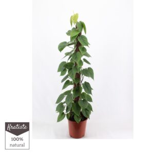 Philodendron scandens philodendron scandens 120 Kratiste klimstok
(1 Plants/Order)(24cmP 120cmH)