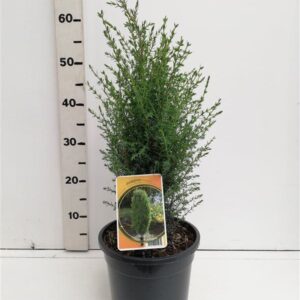 Juniperus communis Arnold Juniperus communis 'Arnold'
(1 Plants/Order)(19cmP 65cmH)