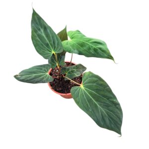 Anthurium Leaf Anthurium Papillilaminum Hybrid
(1 Plants/Order)(17cmP 50cmH)