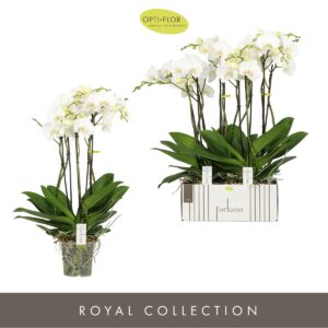 Phalaenopsis white more Ripsen Fortuno Largo 5 spike
(4 Plants/Order)(17cmP 75cmH)