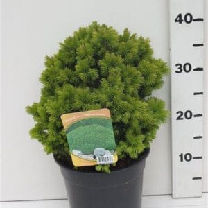 Picea glauca Alberta Globe Picea glauca 'Alberta Globe'
(1 Plants/Order)(19cmP 40cmH)