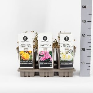 Rosa pink Classics trosroos (F/H) mix, C3
(1 Plants/Order)(17cmP 20cmH)